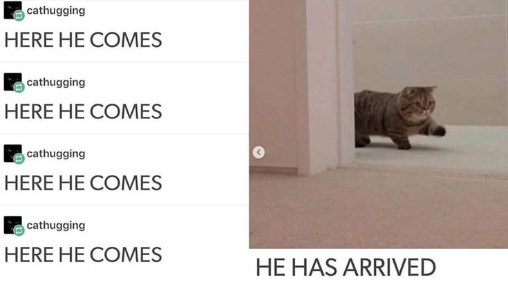 Топают коты