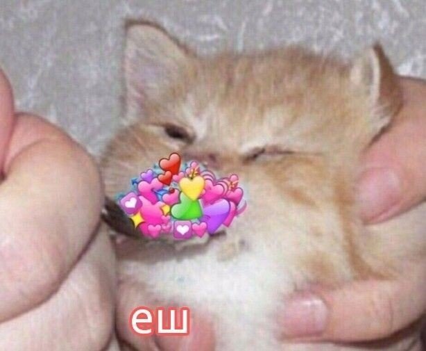 Ешь с котом