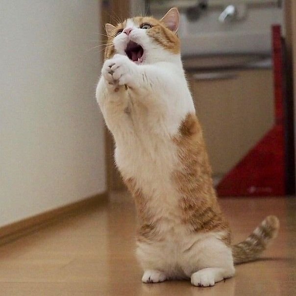 Коты с короткими лапами