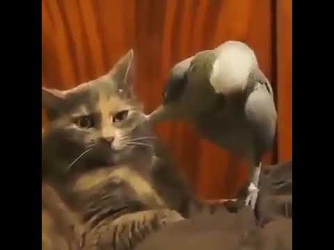 Попугай наезжает на кота