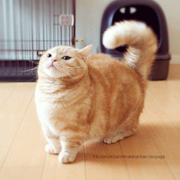 Манчкин кот рыжий