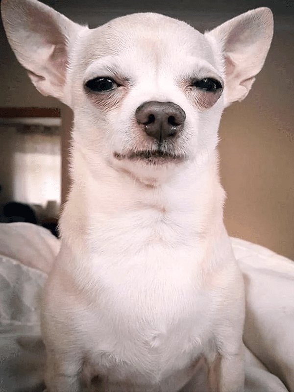 Собака улыбака собака подозревака