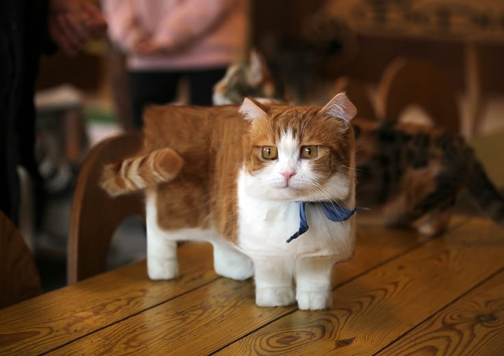 Манчкин рыжий котенок