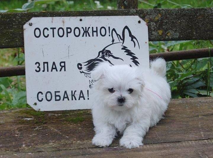 Осторожно, злая собака!