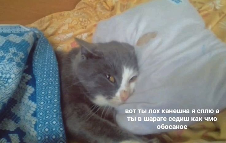 Котенок плачет в кровати