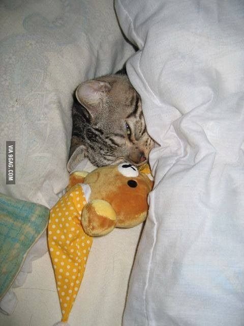 Кот в одеяле