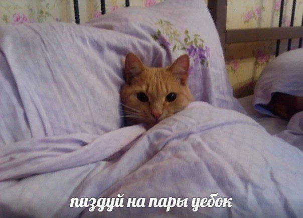 Кот в кроватке