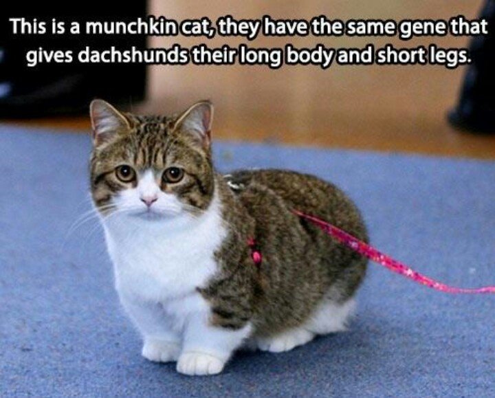 Коротколапый Манчкин