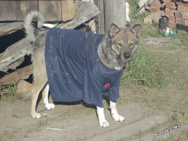 Собака в майке Мем