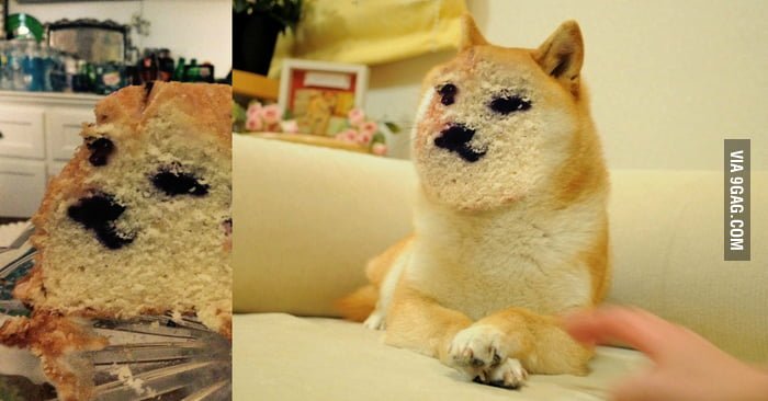 Пёс с хлебом