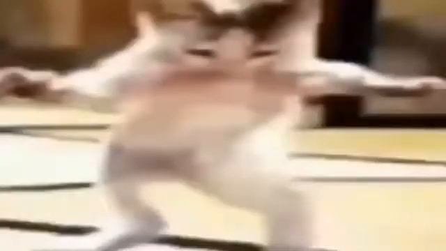 Кот танцует