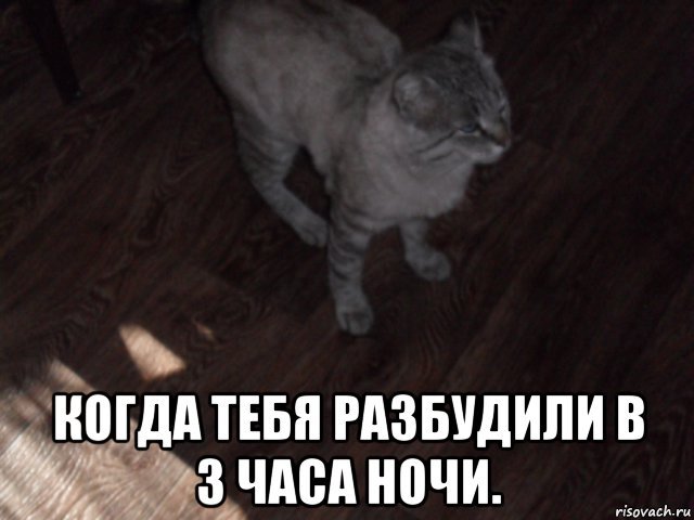 Кот в 3 часа ночи Мем