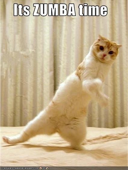 Танцующий кот Мем