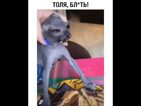 Мем кот Толя
