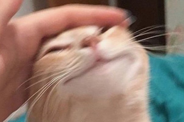 Котик хвалит