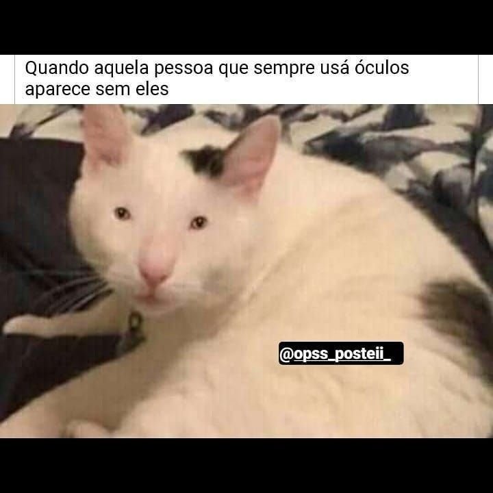 Кот невдупленыш