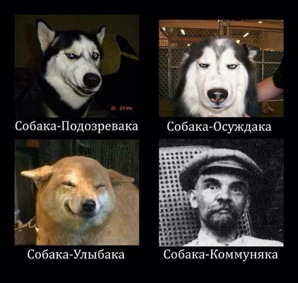 Собака подозревака