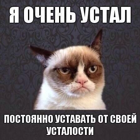 С котом я устал