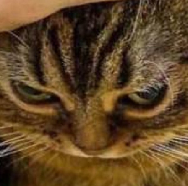 Кота гладят Мем