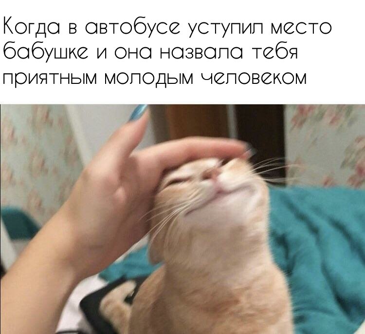 Рука гладит кота Мем