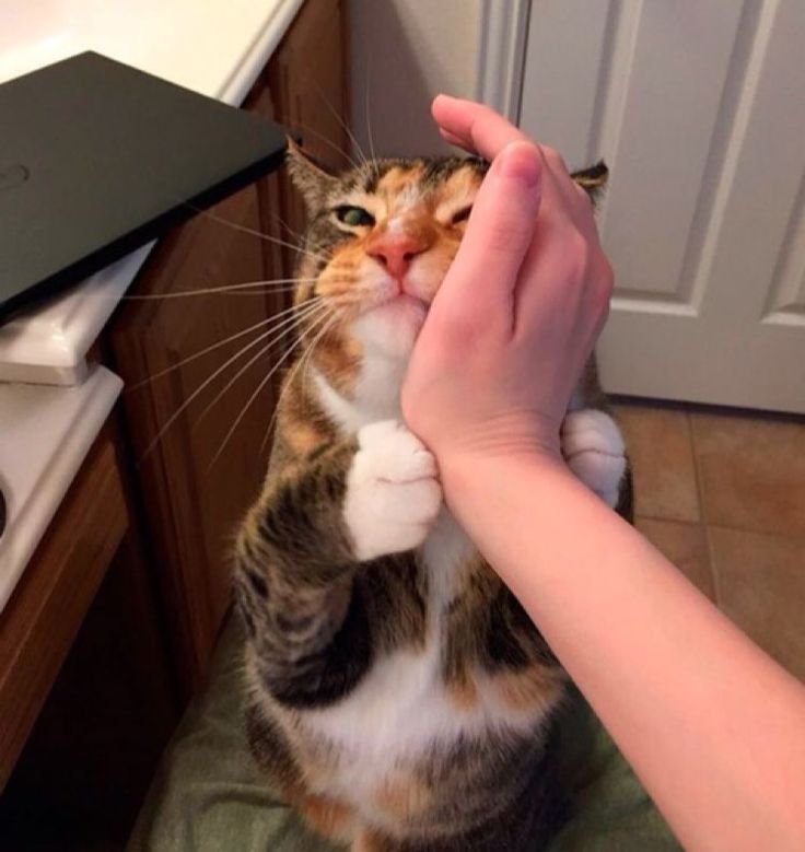 Кота гладят по голове