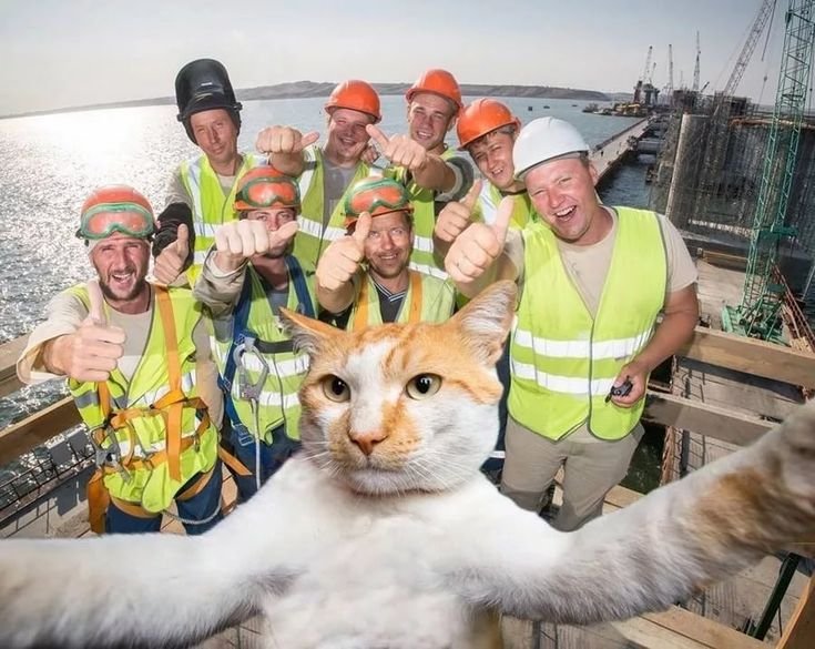 Кот в каске Крымский мост