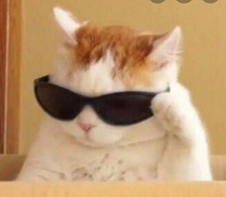 Кот в очках
