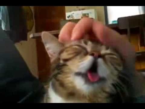 Кот которого гладят по голове