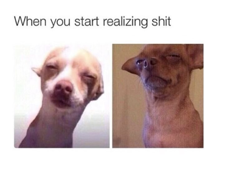 Мемы с собаками