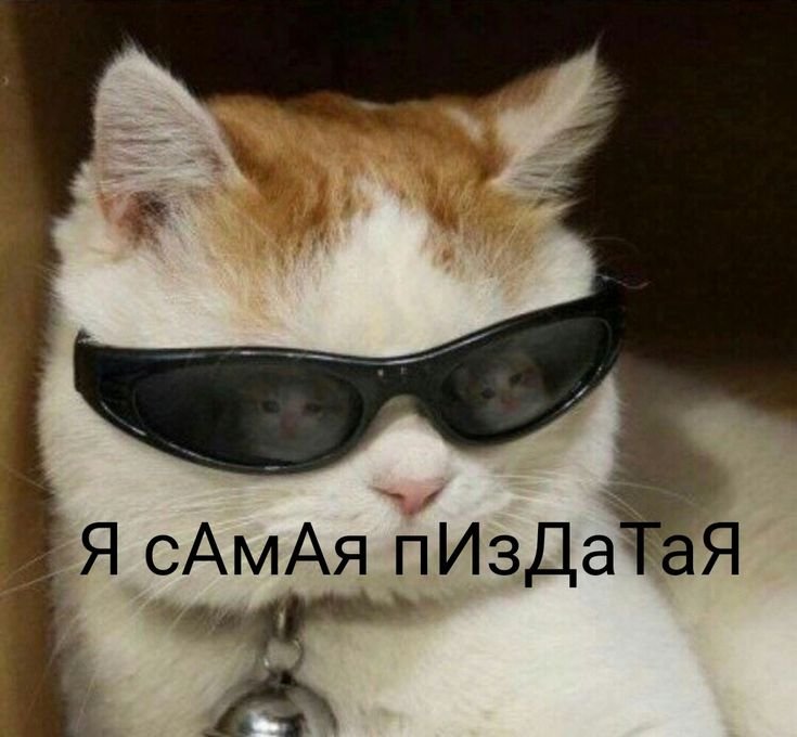 Кот в очках Мем
