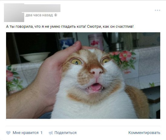 Кота сильно гладят