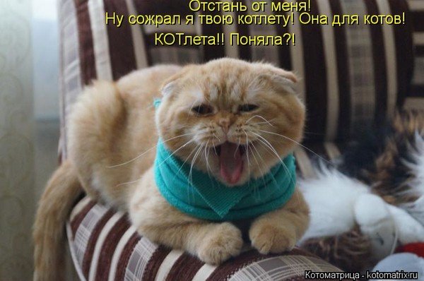 Кот с больным горлом