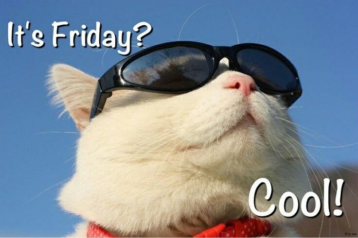 Кот в черных очках