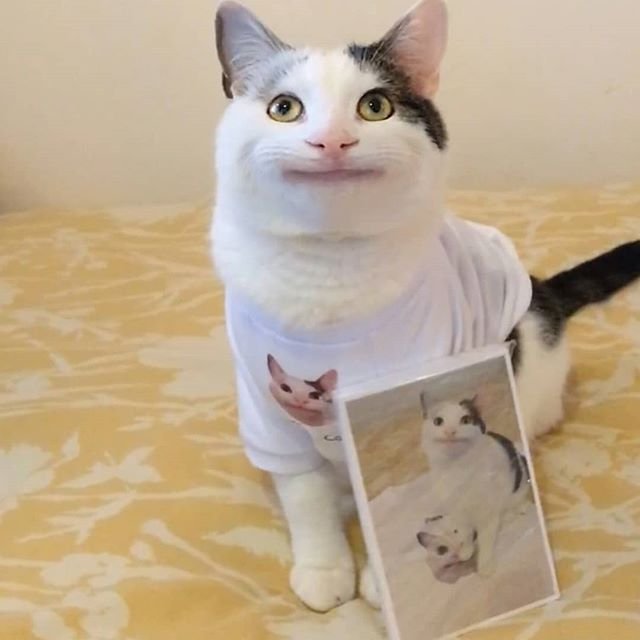 Смешной кот