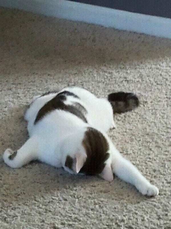 Уставший кот Мем