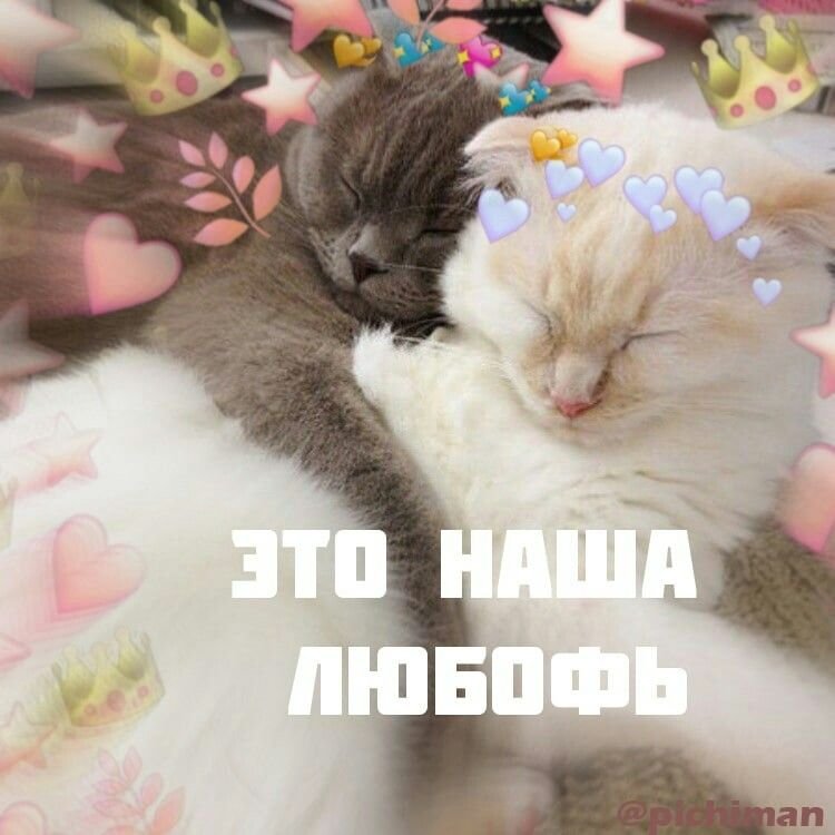 Милые котики с надписями