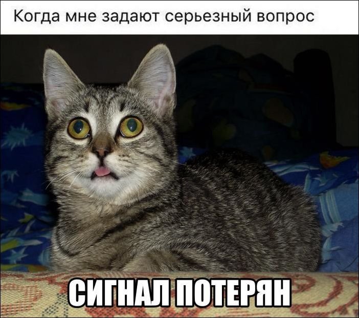 Смешной серьезный кот