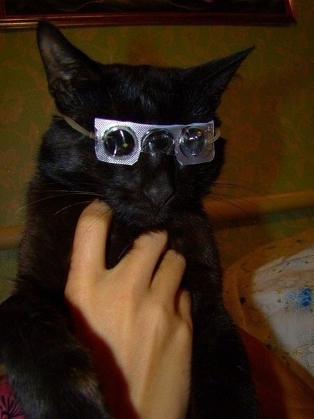Кот в очках