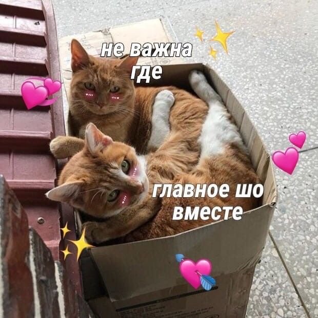 Милые пикчи с котиками про любовь