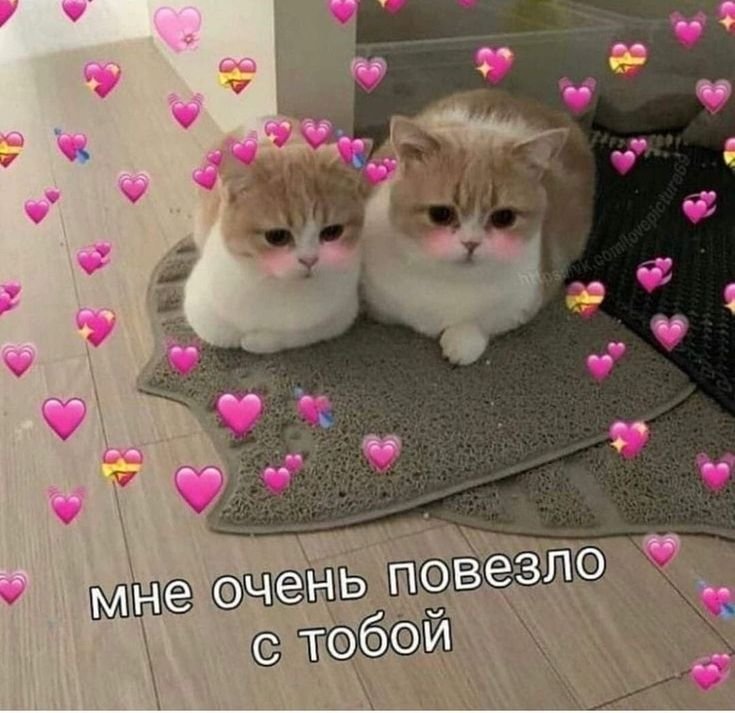 Милые котики с сердечками