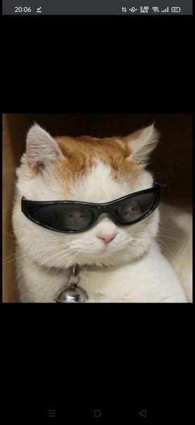 Кот в очках Мем