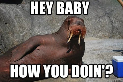 Морж смешной Мем