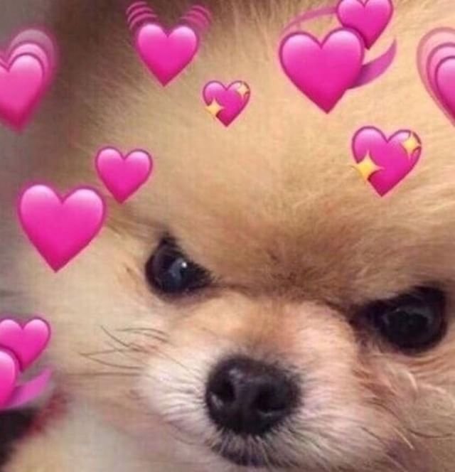 Аргументный аргумент собака