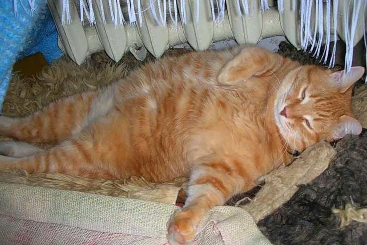 Кот объелся