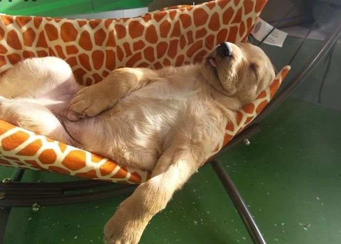 Расслабление животных