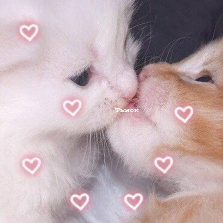 Нежные котята