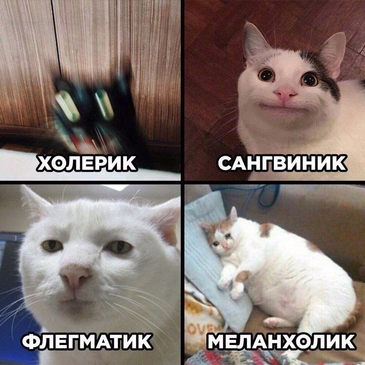 Типы темперамента котики