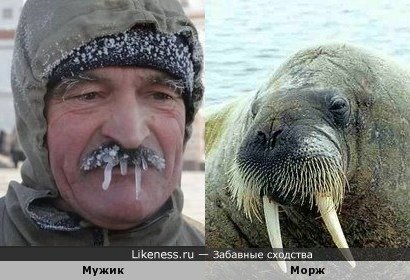 Усы моржа