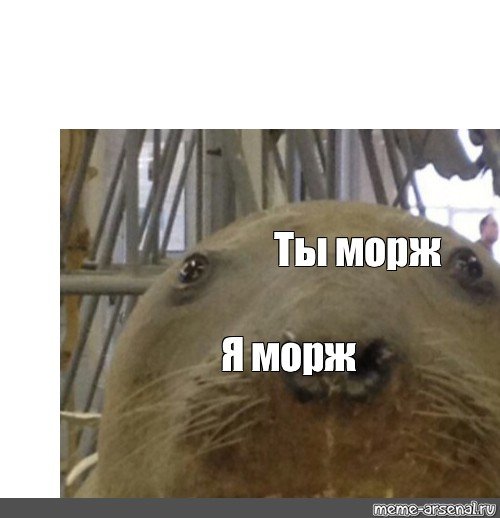 Ты морж