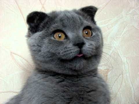 Коты с глупыми мордами